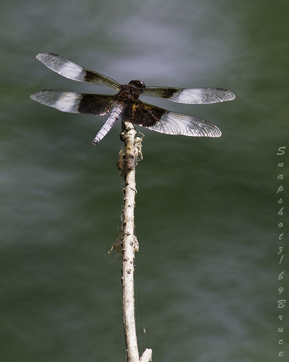 Dragonfly photo