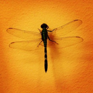 Dragonfly Photo
