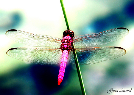 purple dragonfly