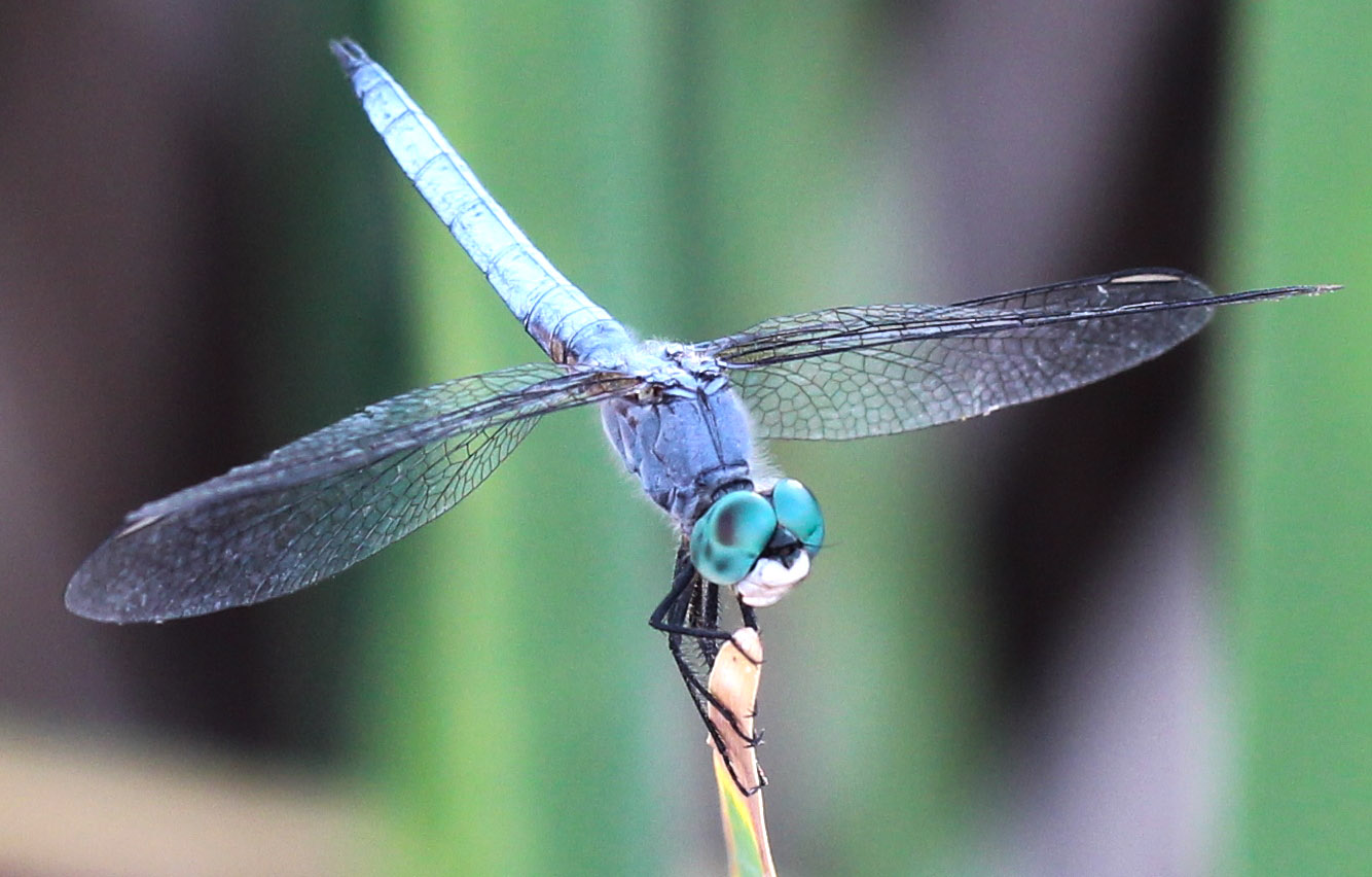 Blue Dragonfly Photo