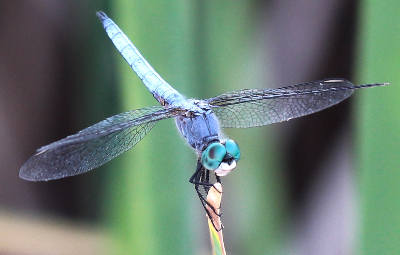 dragonflies-landed-on-them-the-dragonfly-foundation