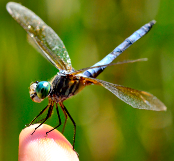 Dragonfly Photo
